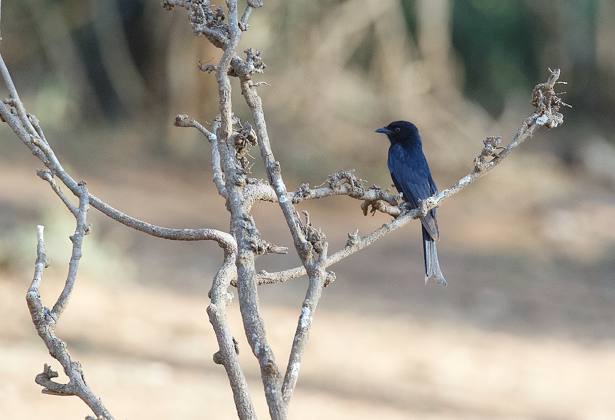 savannedrongo - ML420532461