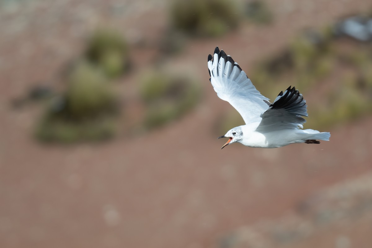 Andean Gull - Ben  Lucking