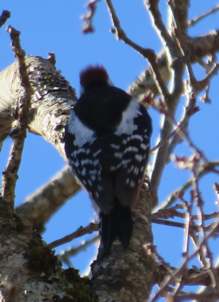Middle Spotted Woodpecker - ML420532681