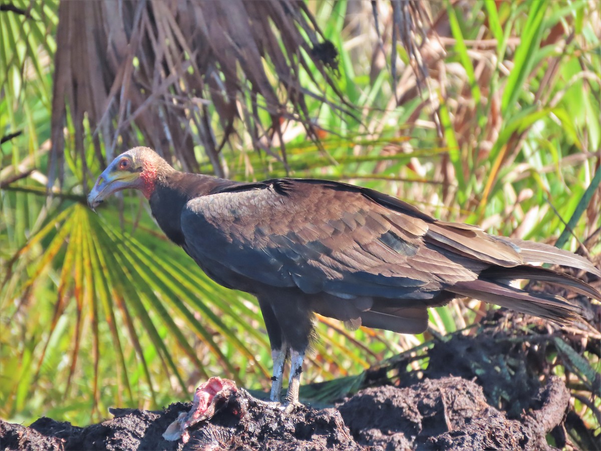 Lesser Yellow-headed Vulture - ML420532701