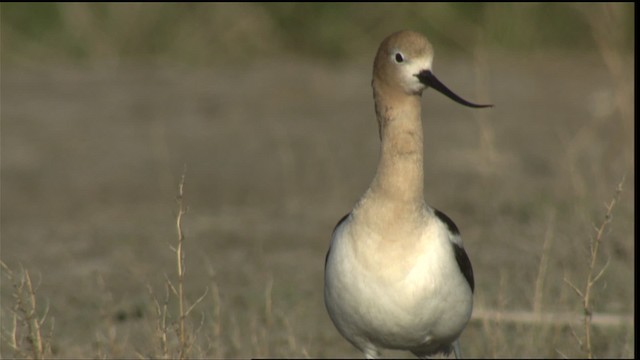 Avocette d'Amérique - ML420533