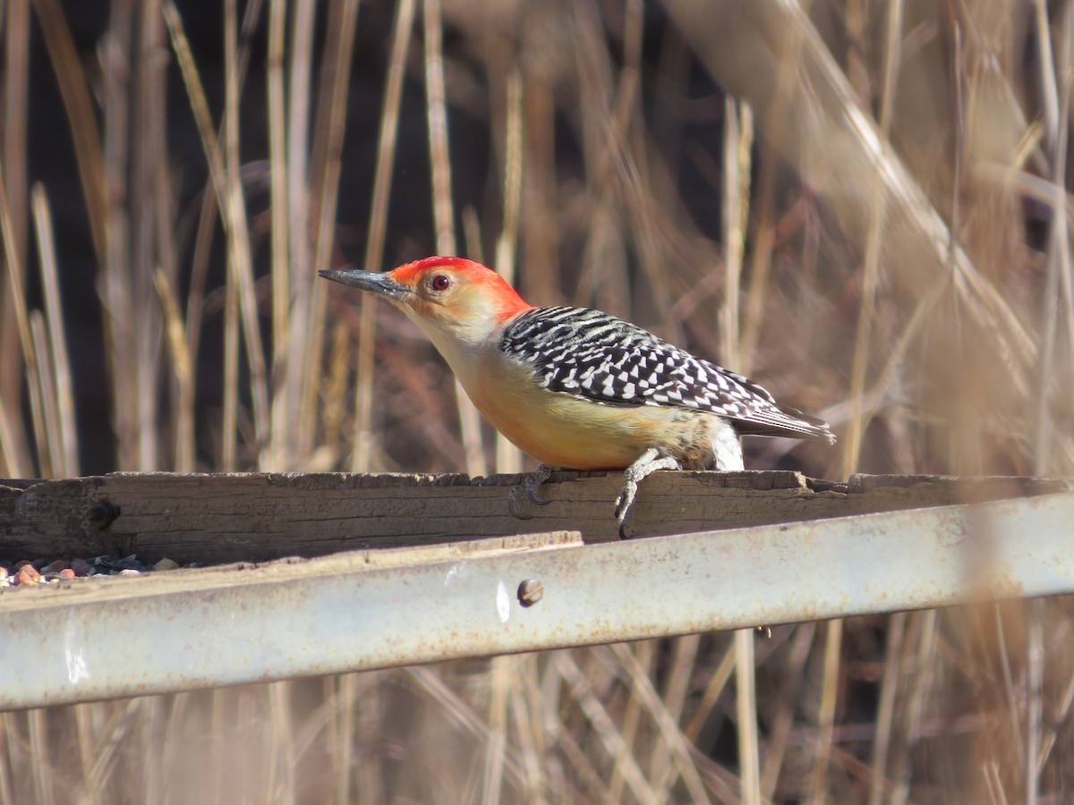 Red-bellied Woodpecker - ML420533211