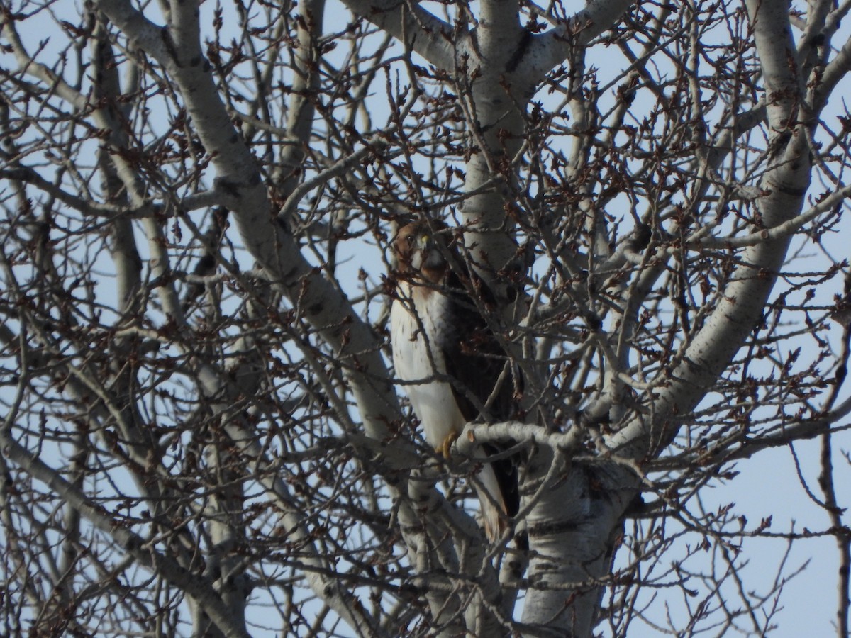 Red-tailed Hawk - Amy B