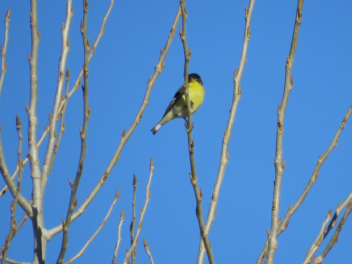 Lesser Goldfinch - ML420534301