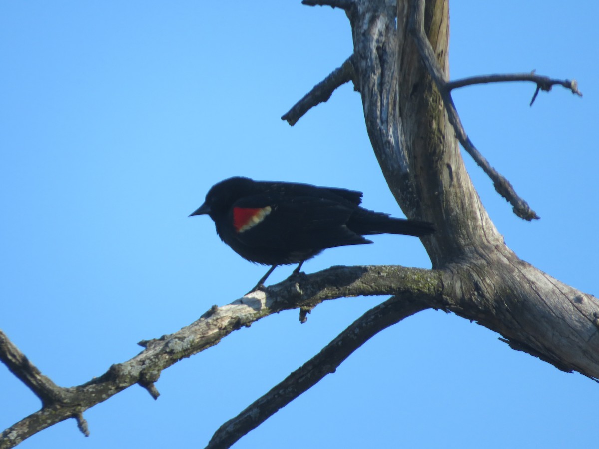 Red-winged Blackbird - Nick Paarlberg