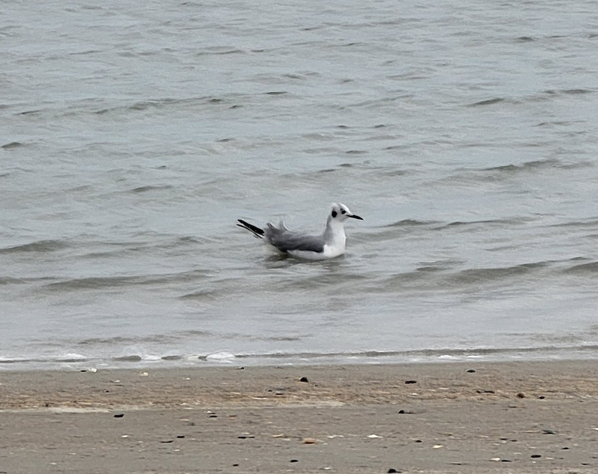 Bonaparte's Gull - ML420534951