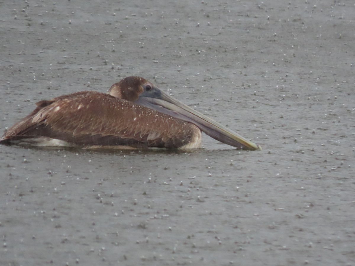 Brown Pelican - ML420535251