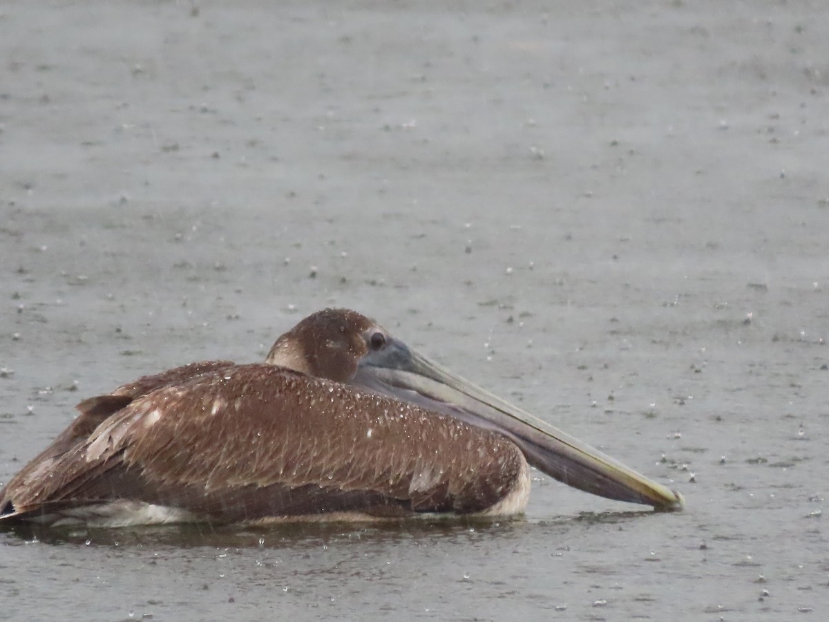 Brown Pelican - ML420535331