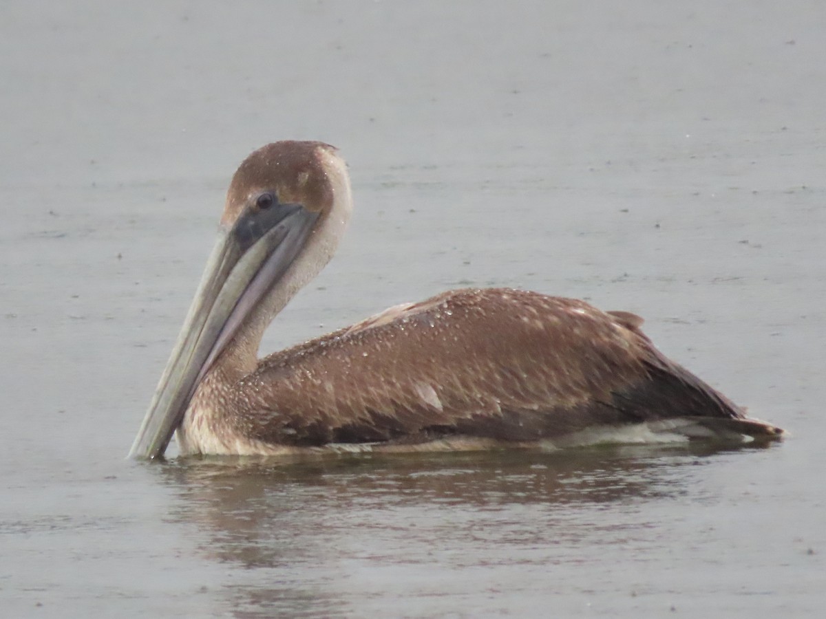 Brown Pelican - ML420535381