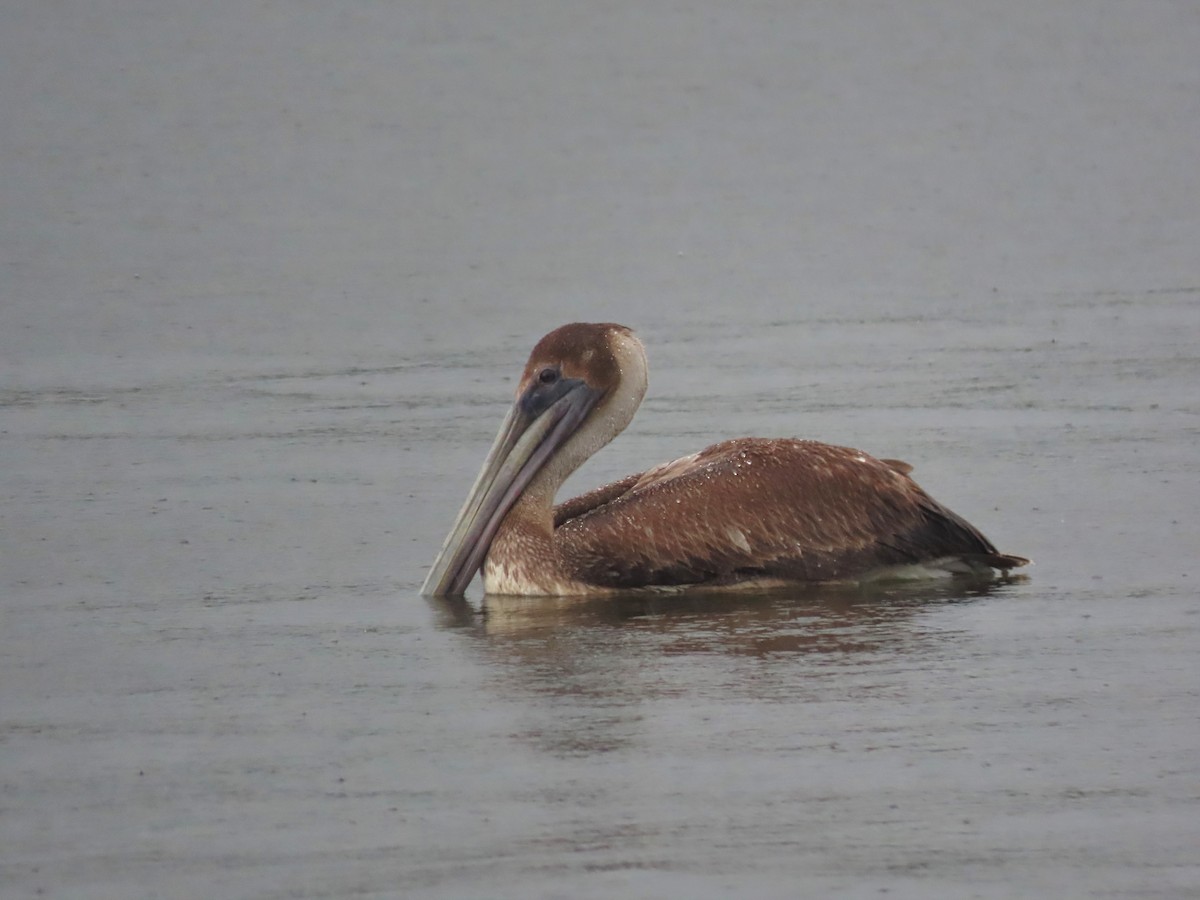 Brown Pelican - ML420535391