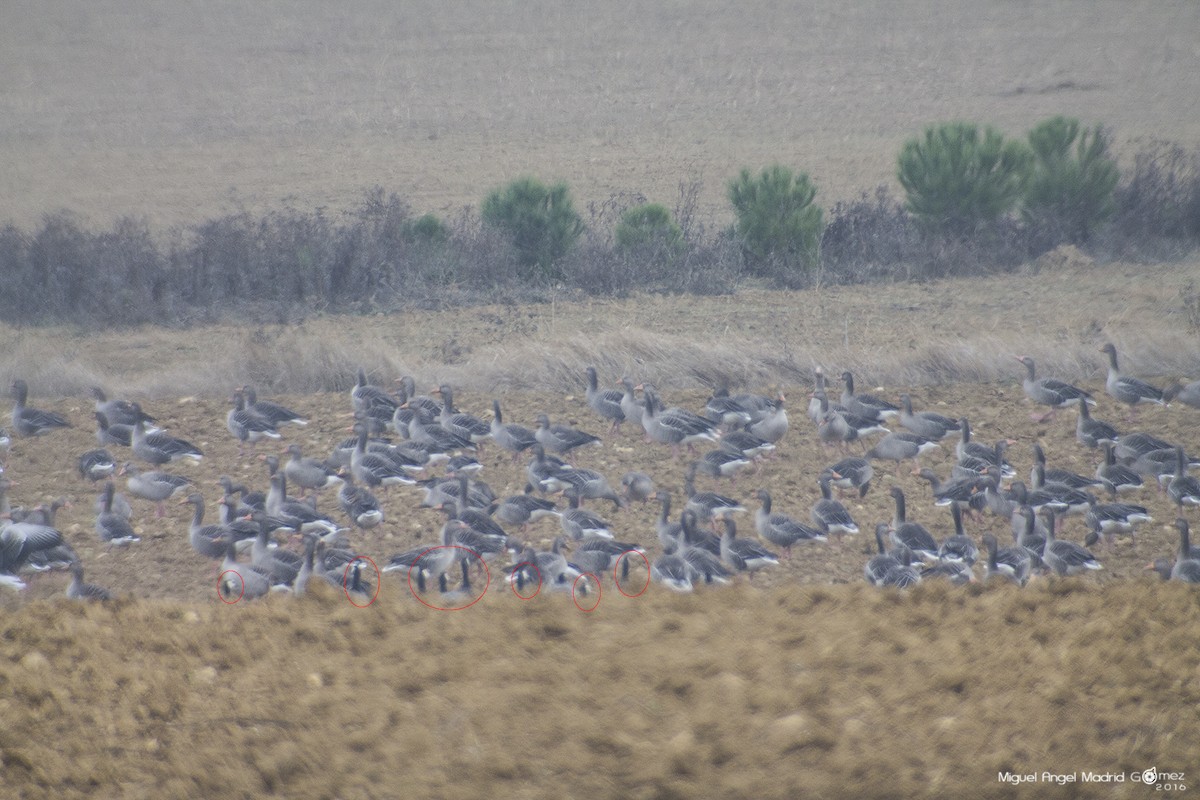 Barnacle Goose - ML42053591