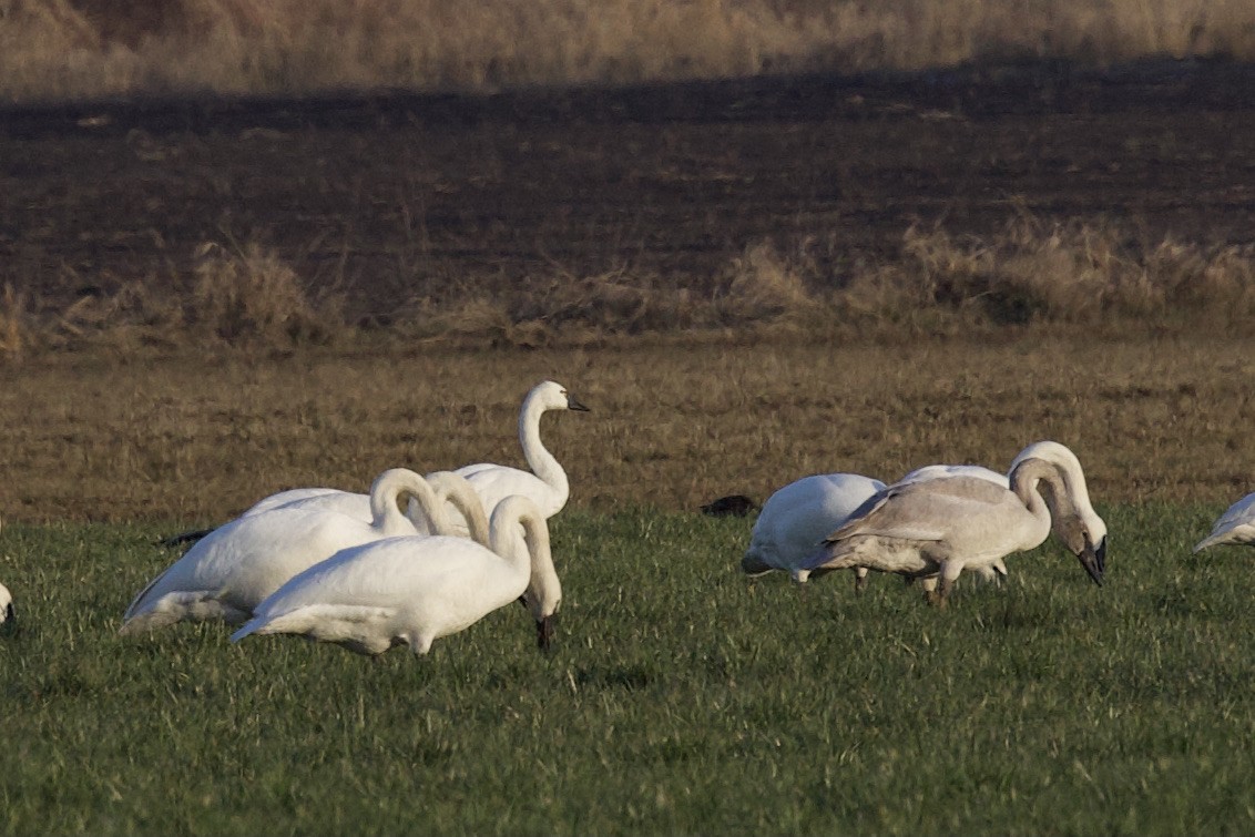 Cigno minore - ML420536721