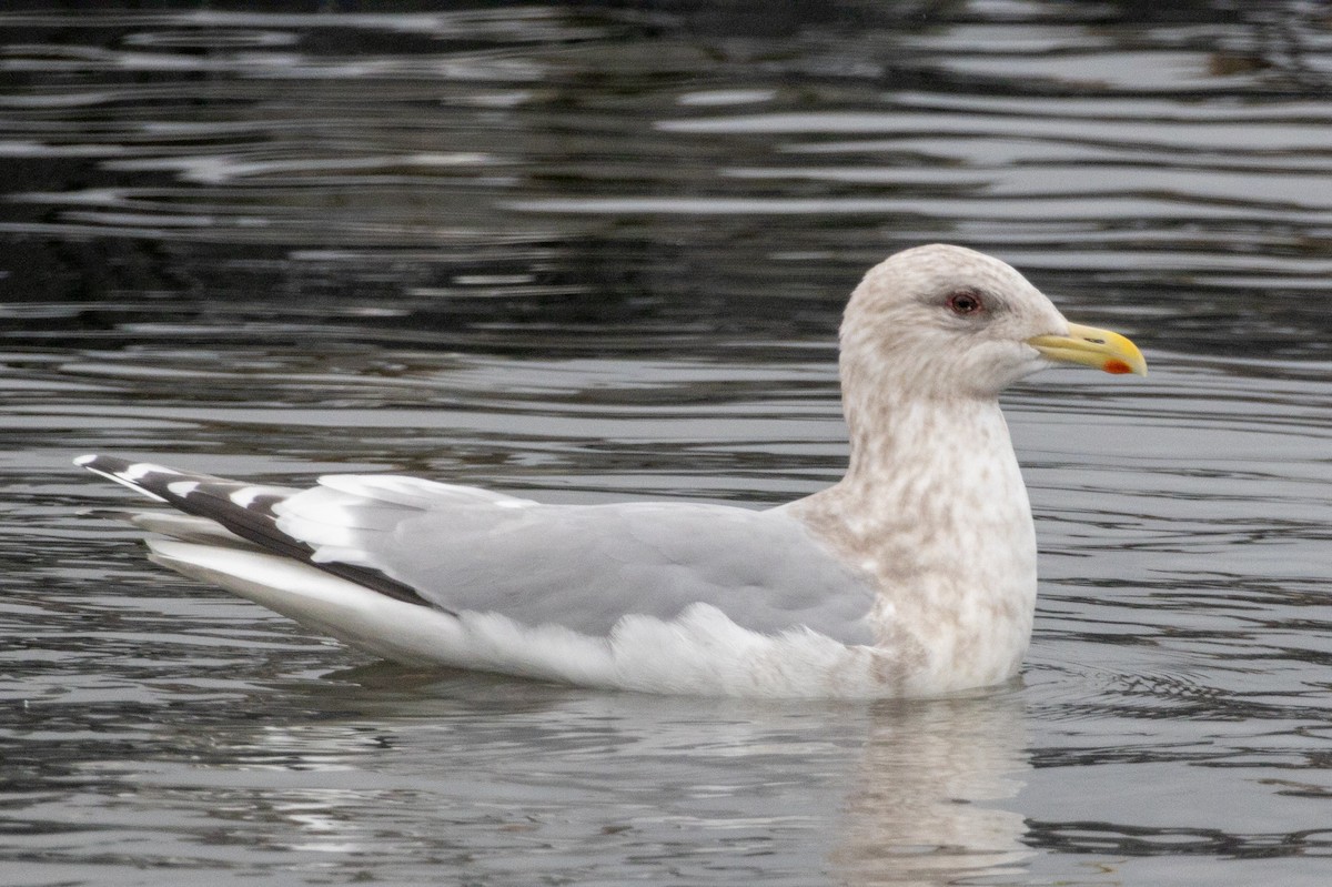 Iceland Gull (Thayer's) - ML420537511