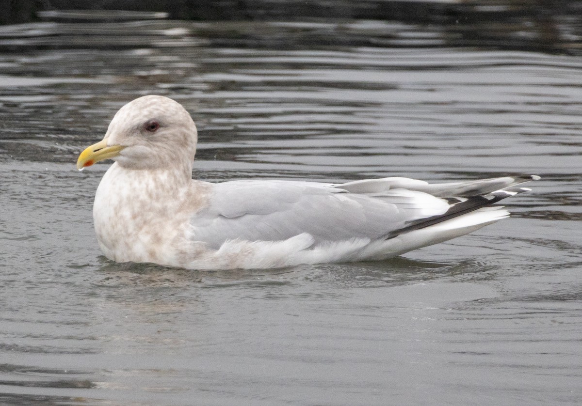 Iceland Gull (Thayer's) - ML420537521