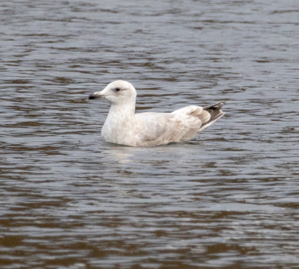 Herring x Glaucous-winged Gull (hybrid) - ML420537531