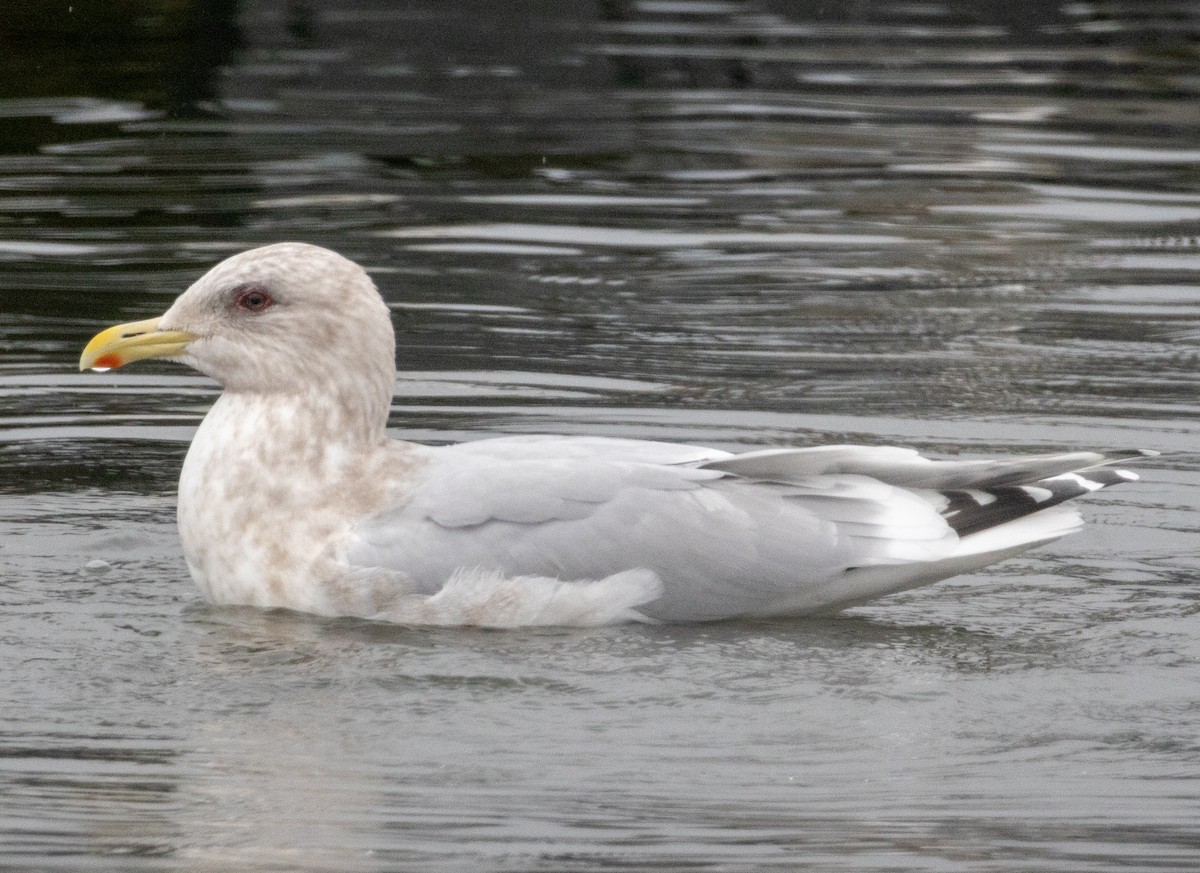 Iceland Gull (Thayer's) - ML420537541