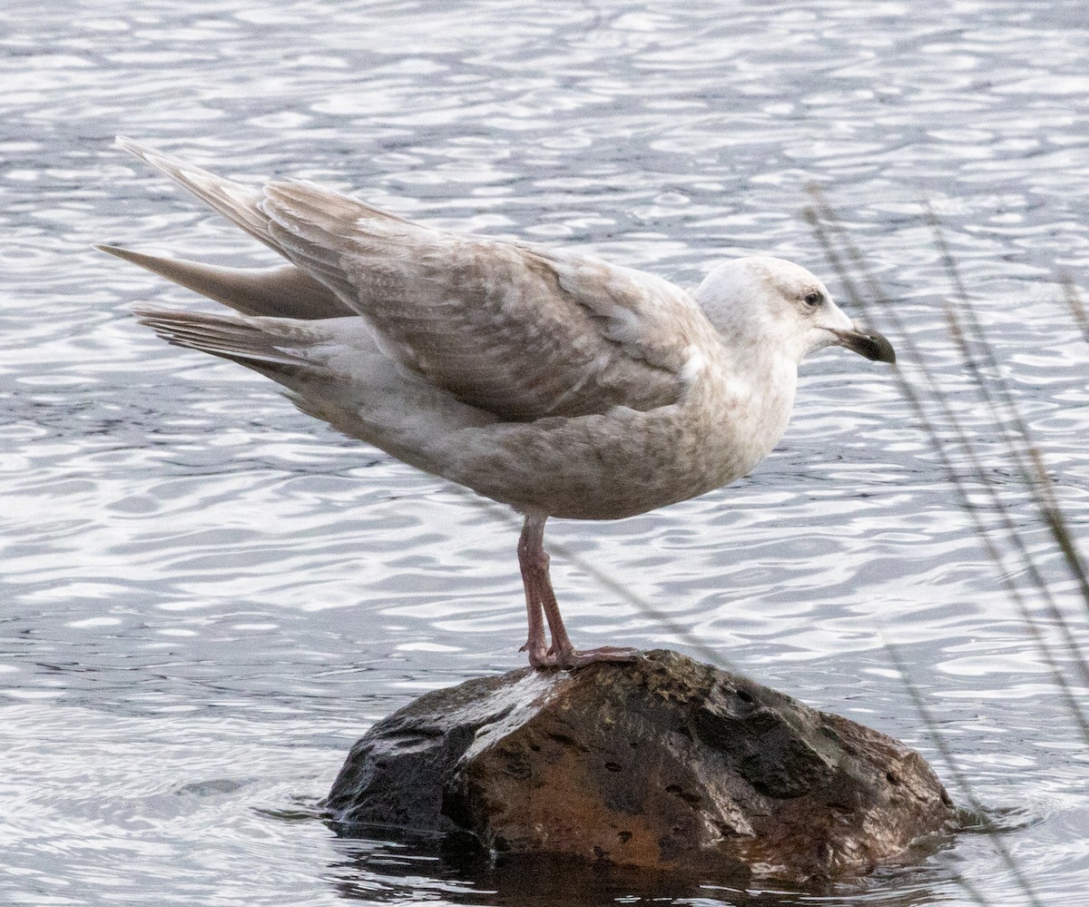 kaliforniasvartbak x gråvingemåke (hybrid) - ML420537591