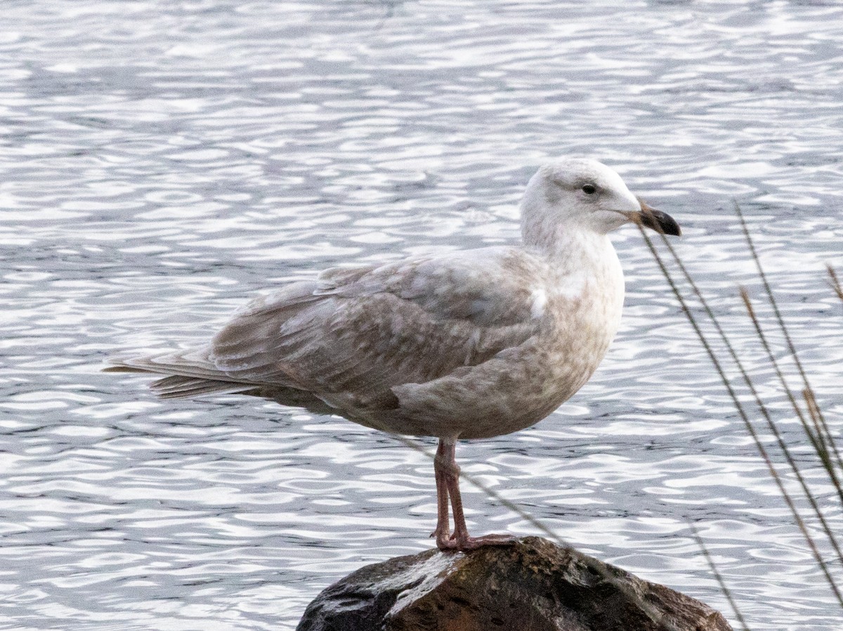 Western x Glaucous-winged Gull (hybrid) - ML420537601