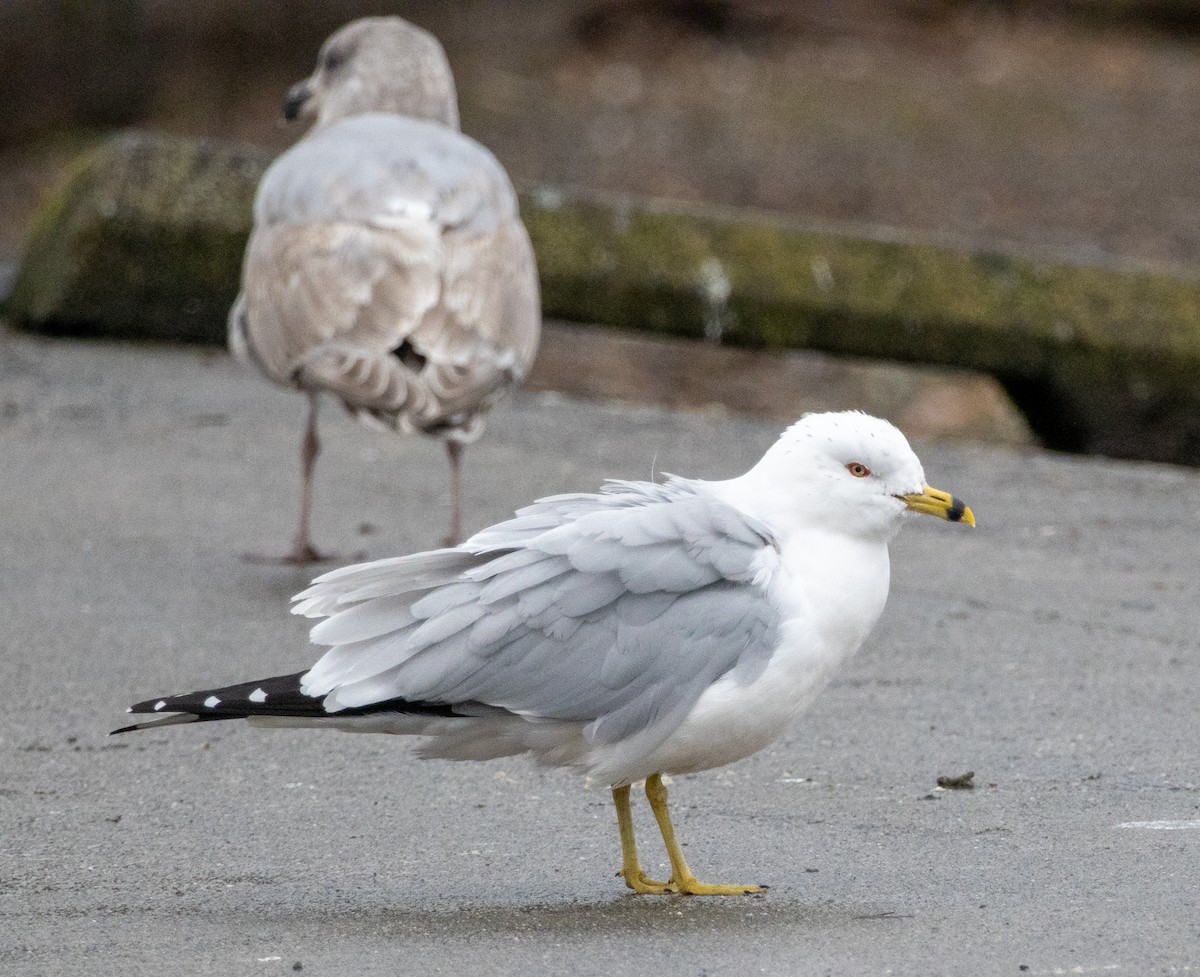 Ring-billed Gull - ML420537701