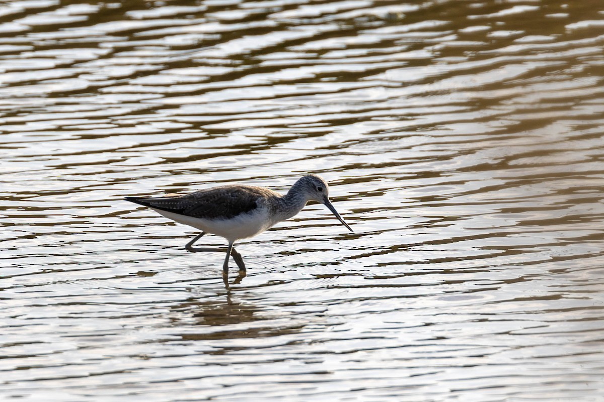 Common Greenshank - ML420538541