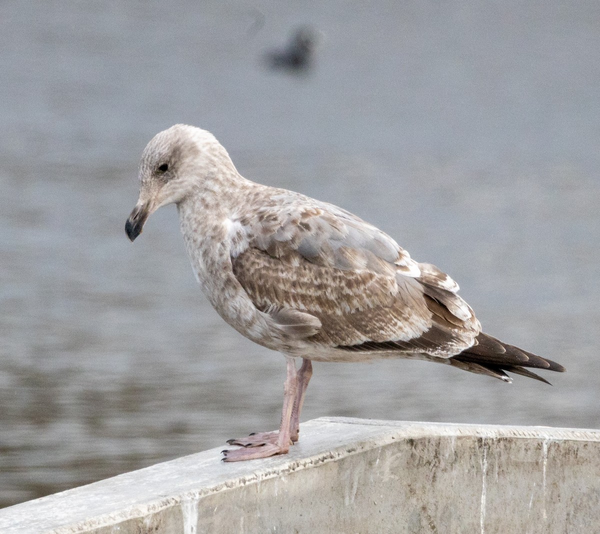Western Gull - ML420539391