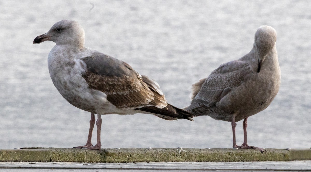 Western Gull - ML420539411