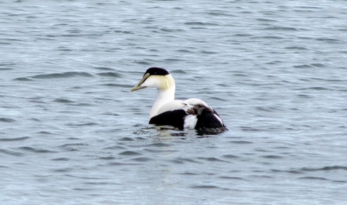 Common Eider - ML420540601