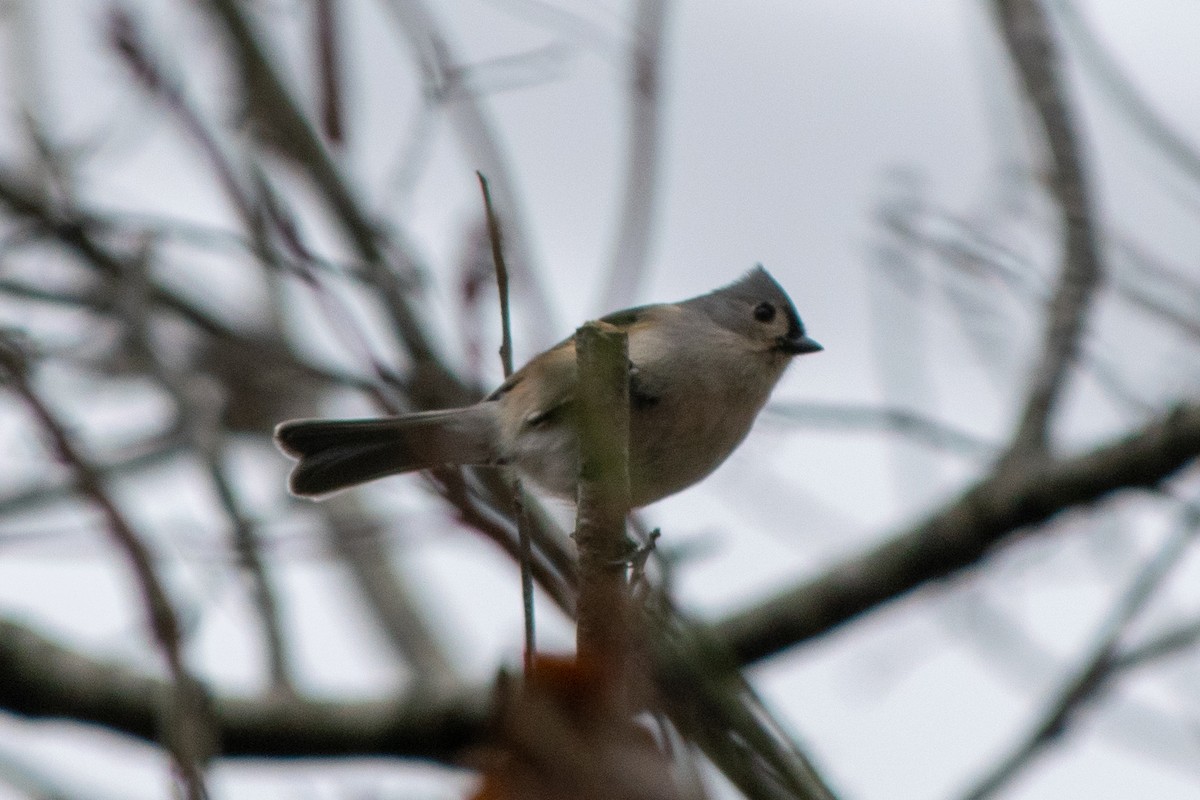 Tufted Titmouse - ML420540921