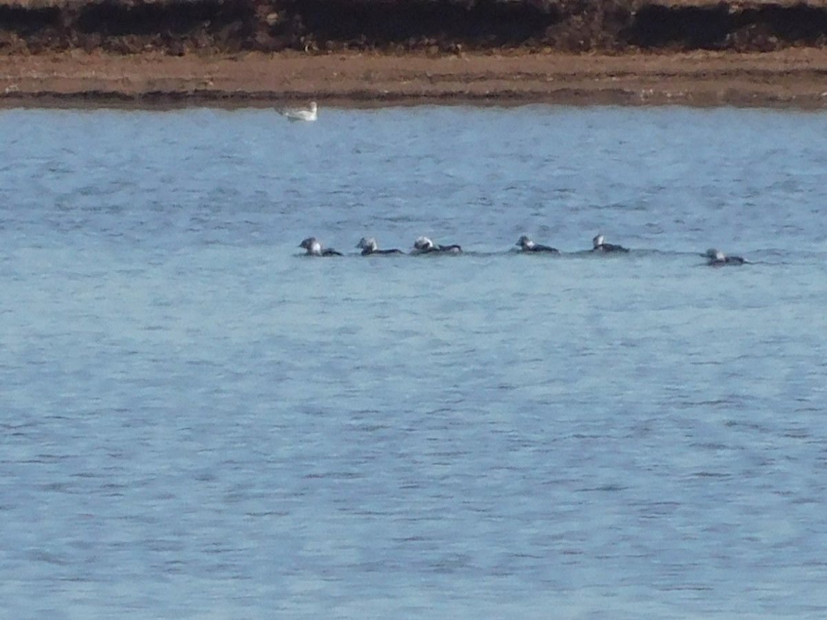 Long-tailed Duck - ML420540951