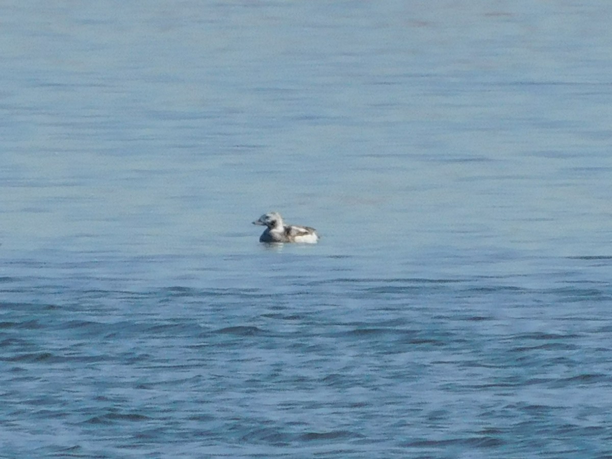 Long-tailed Duck - ML420541121