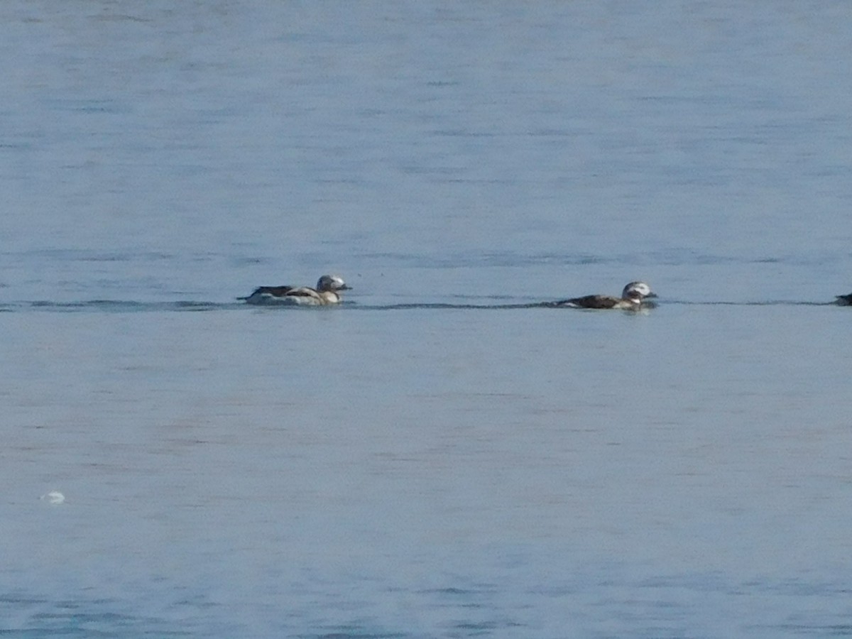 Long-tailed Duck - ML420541191