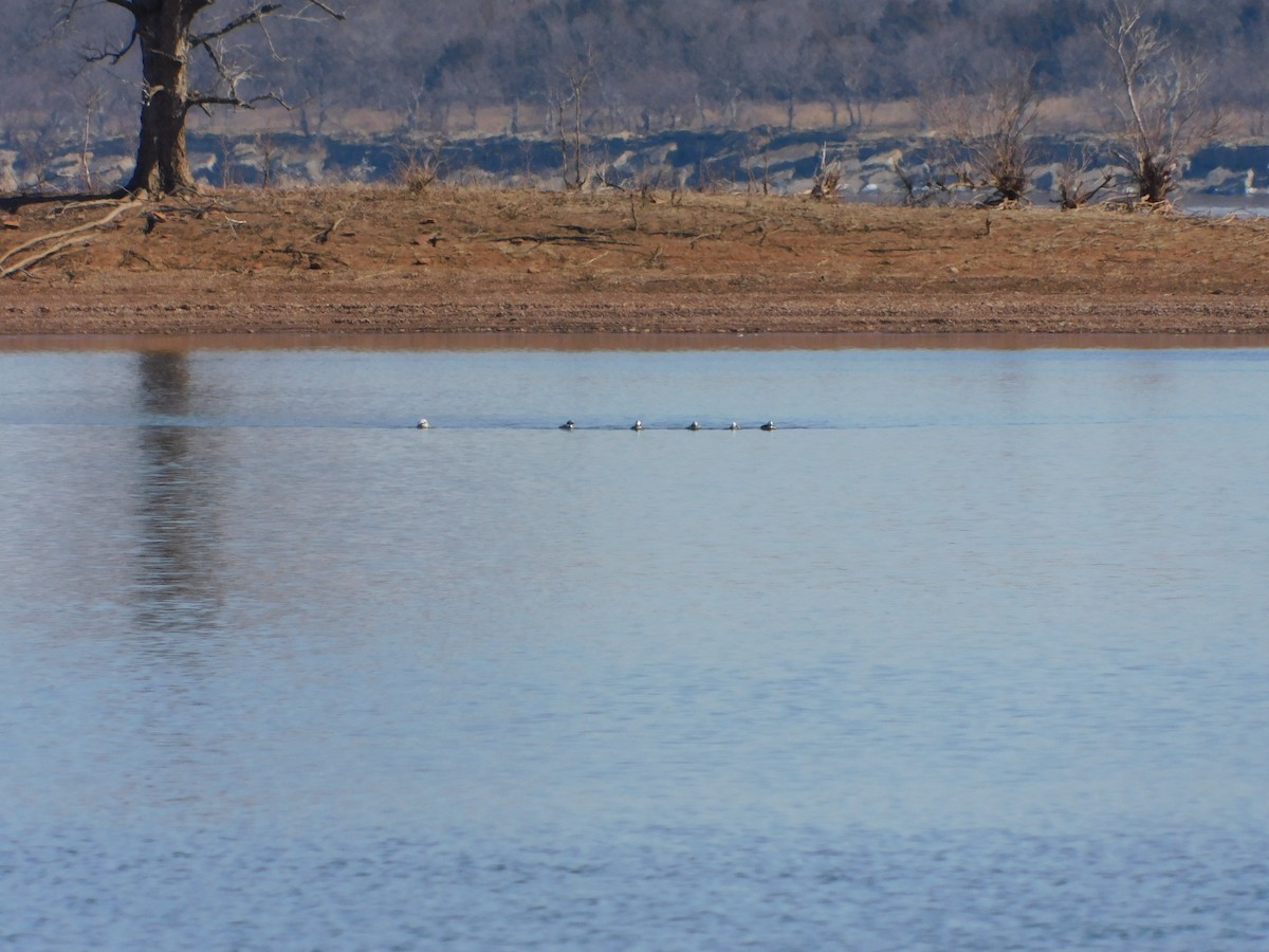 Long-tailed Duck - ML420541251