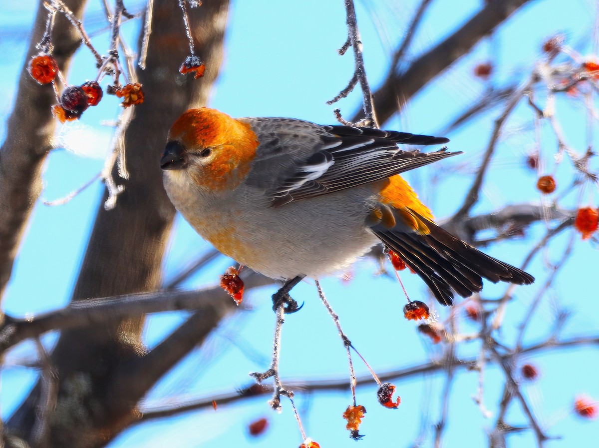 Pine Grosbeak - ML420541371