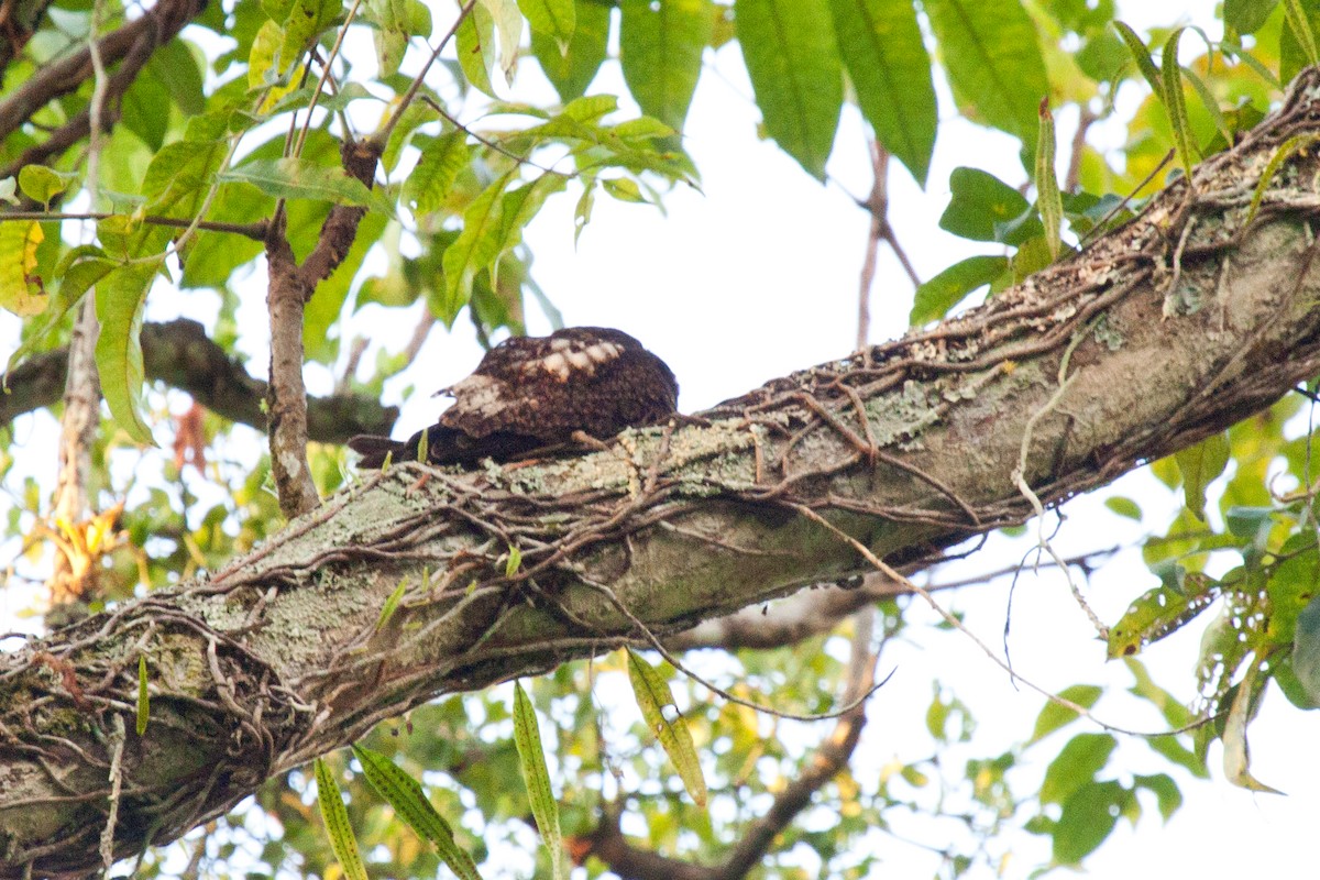 Rufous-bellied Nighthawk - ML420541851