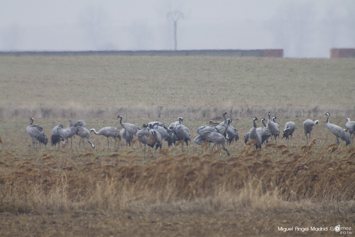 Common Crane - ML42054251