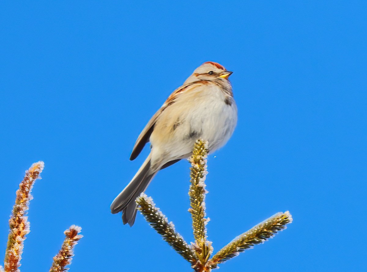 American Tree Sparrow - ML420542801