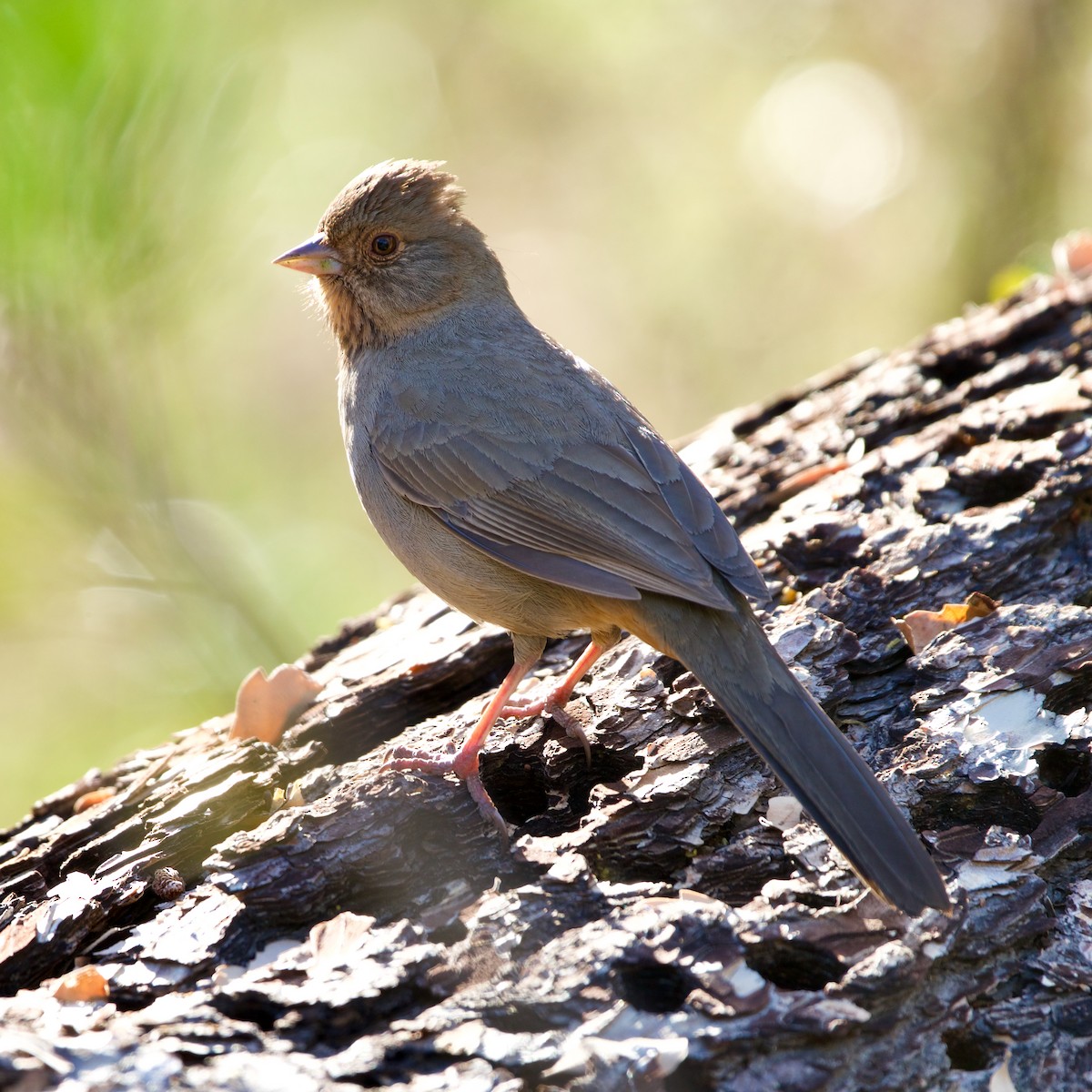 California Towhee - ML420544911