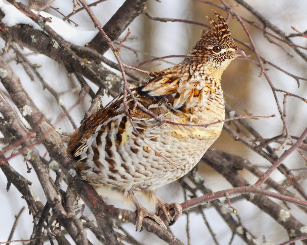 Ruffed Grouse - ML420545981