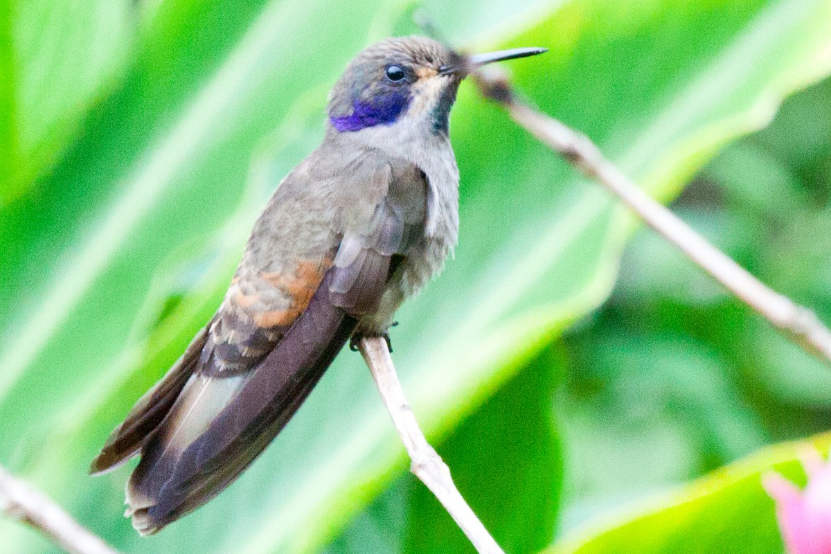 Brown Violetear - Sue Wright