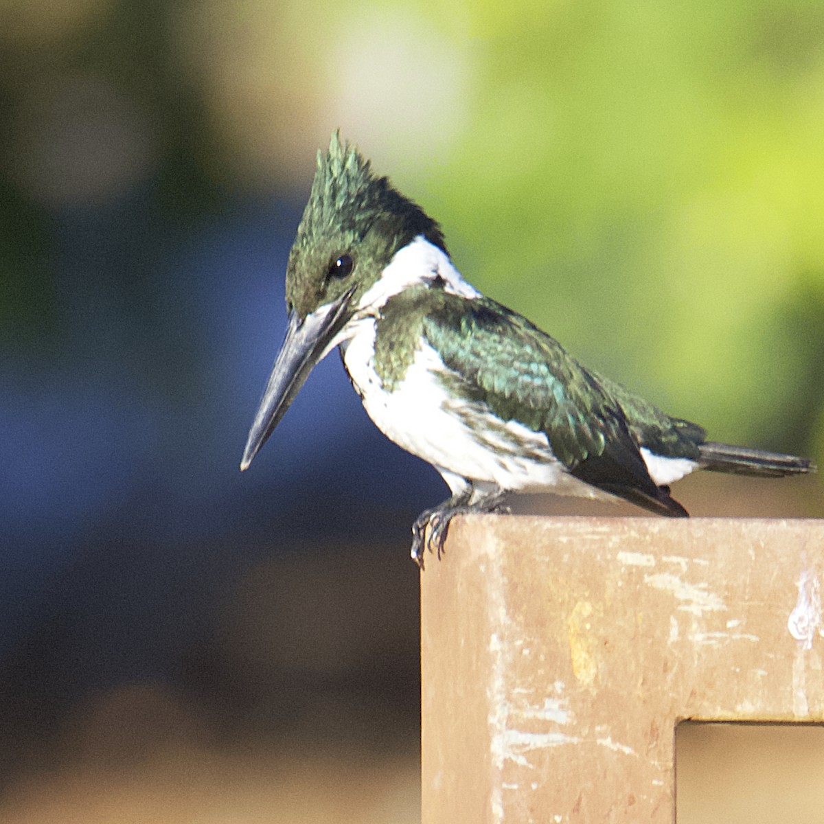 Green Kingfisher - ML420548271