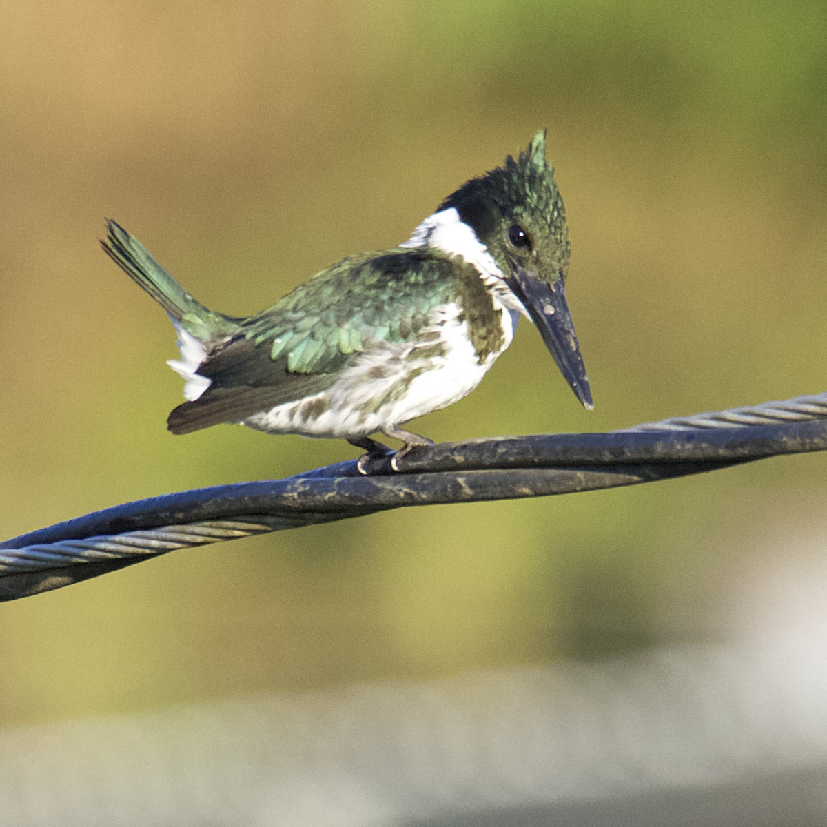Green Kingfisher - Dave Prentice