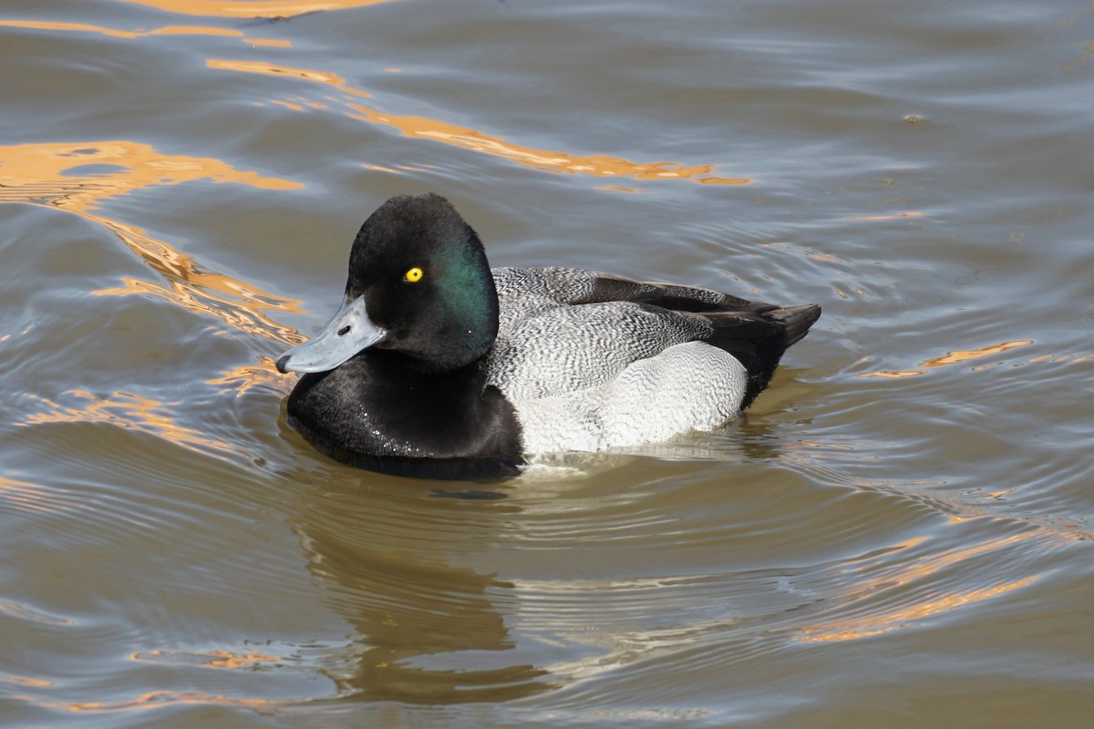 Lesser Scaup - ML420555281