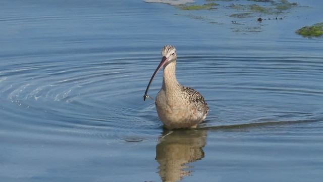Long-billed Curlew - ML420555771