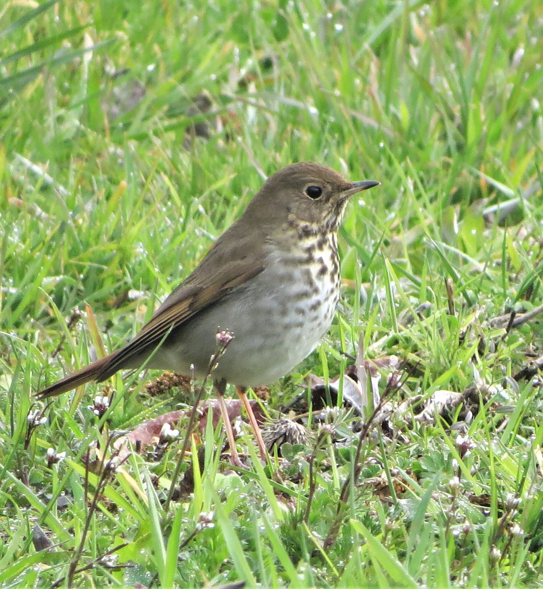 Hermit Thrush - ML420557261