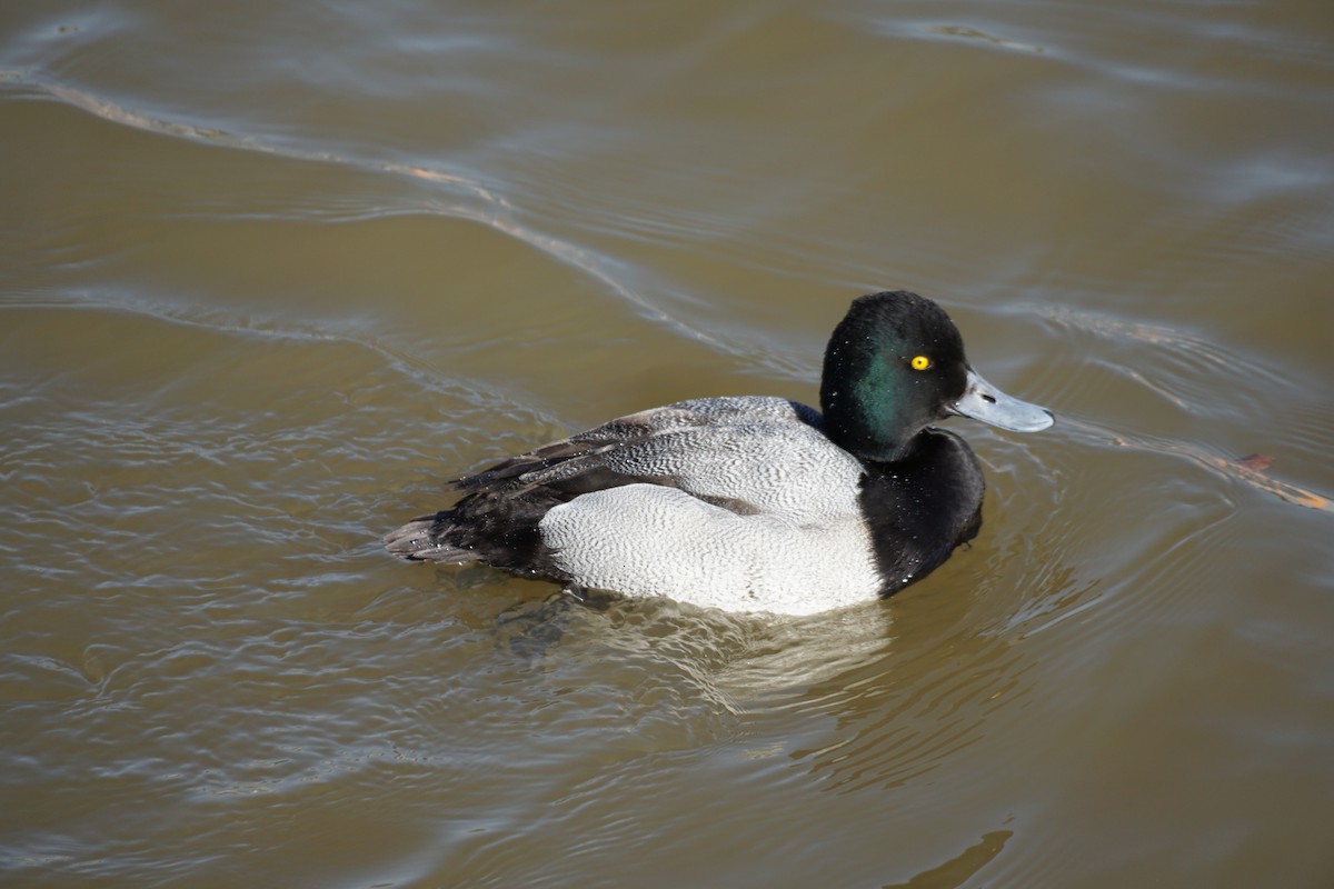 Lesser Scaup - ML420559881