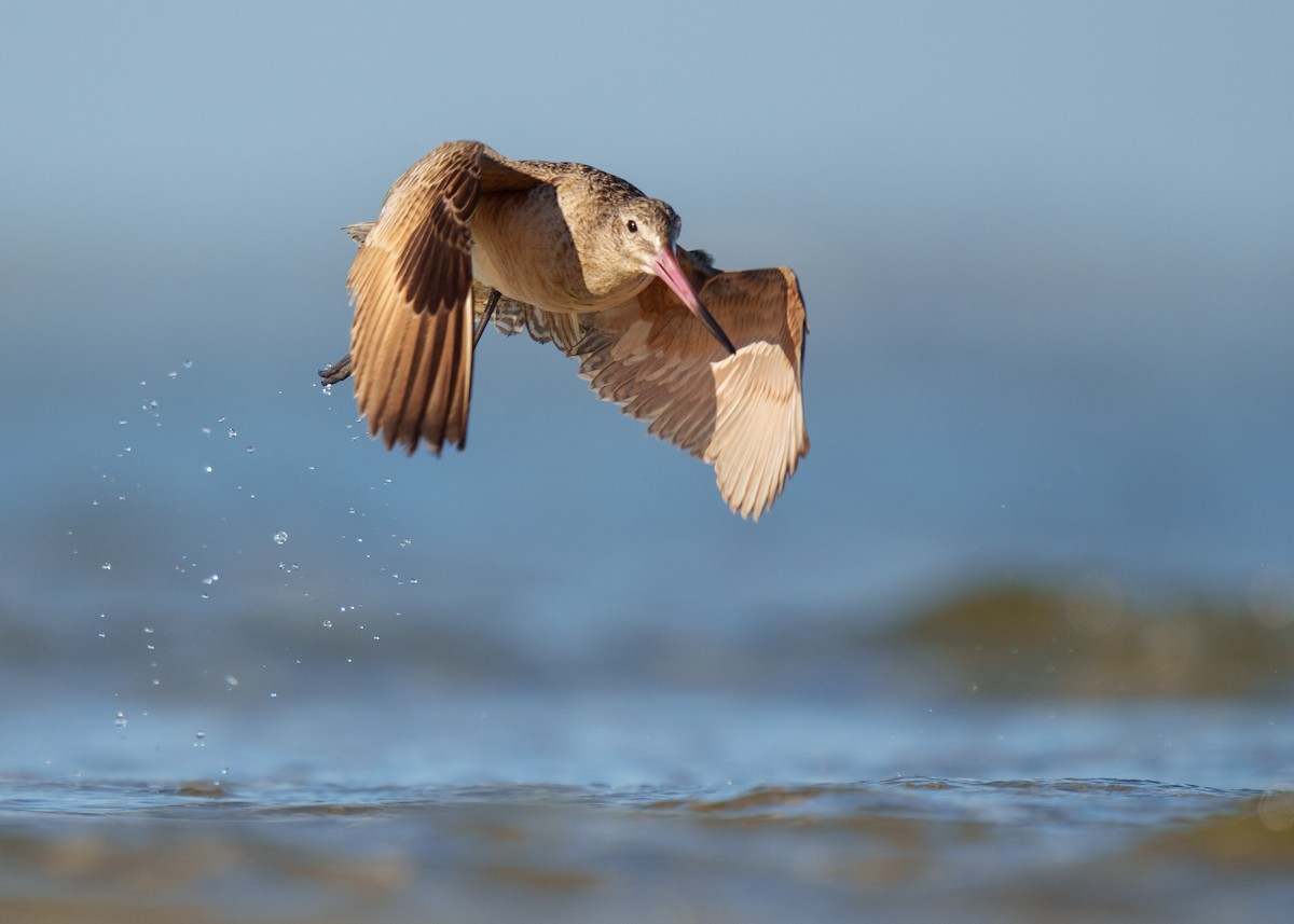 Marbled Godwit - ML420559951