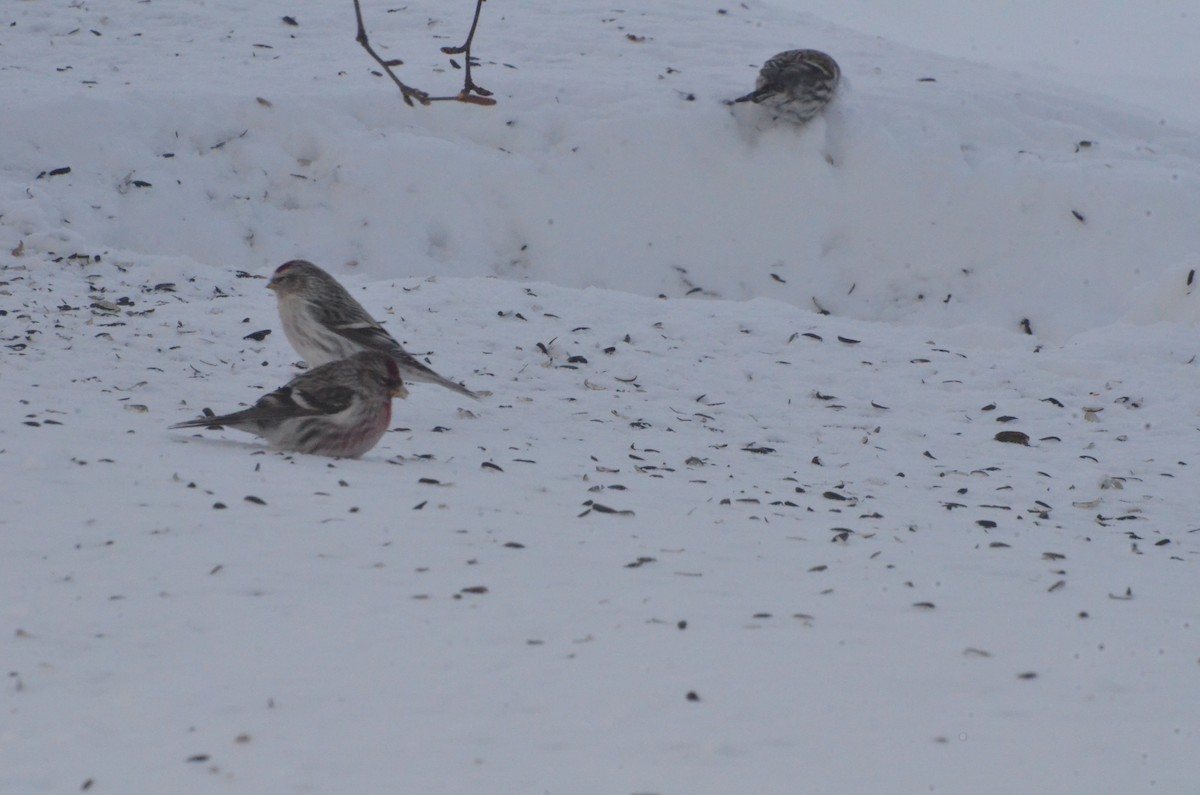 Hoary Redpoll - ML420560321