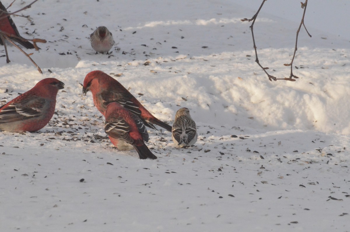 Hoary Redpoll - ML420560381