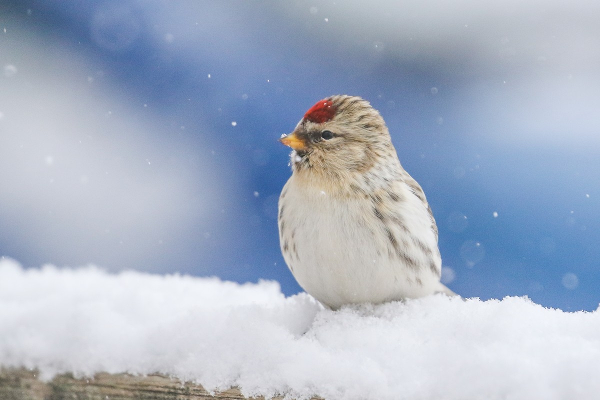 Redpoll (exilipes) - Ethan Denton
