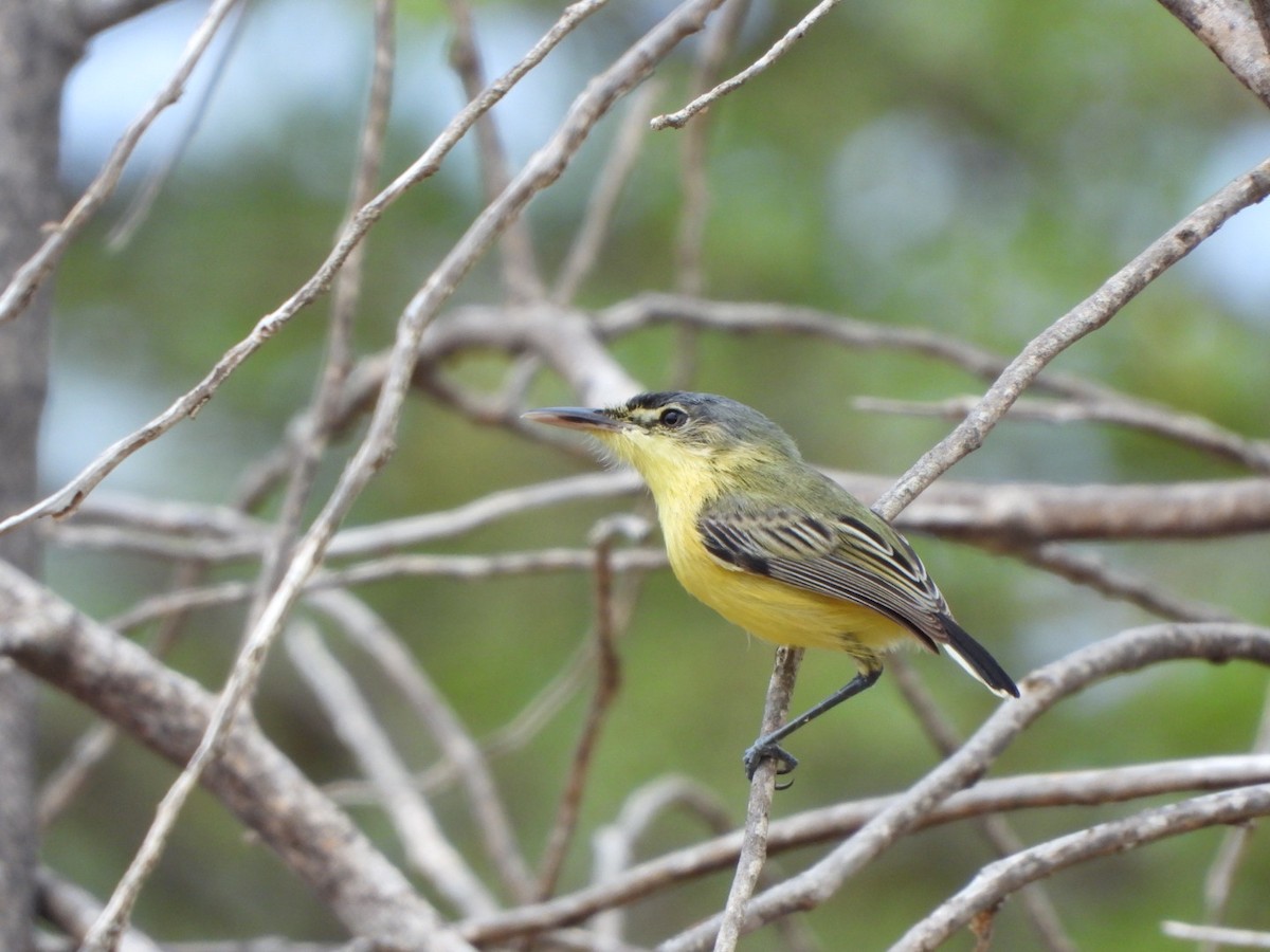 Maracaibo Tody-Flycatcher - Francisco Contreras @francontreras.80